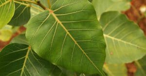 Image of leaves