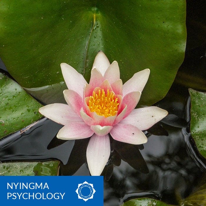 Image of a lotus