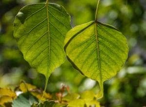 Image of bodhi leaves