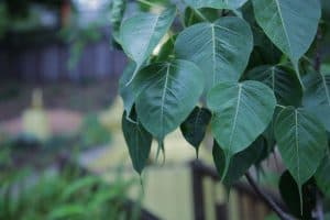 Image of leaves