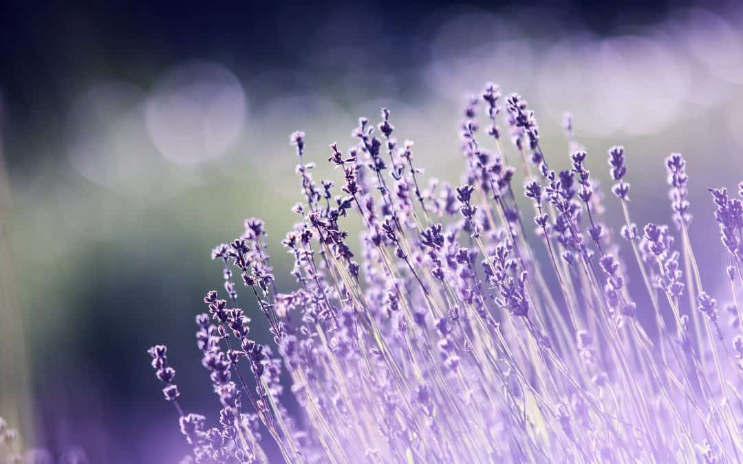 Caring: Finding Beauty and Radiance in Difficult Times