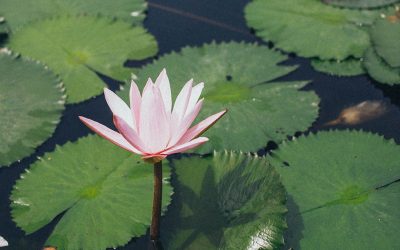 Padmakara Garden: A Lotus Beginning to Unfold