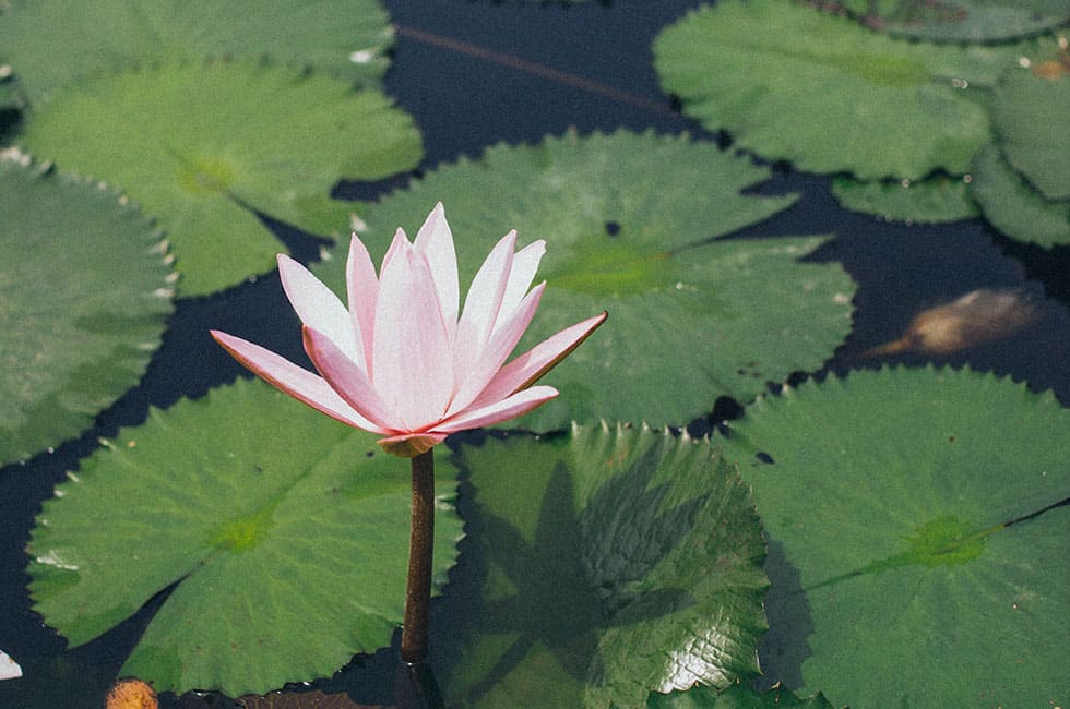 Padmakara Garden: A Lotus Beginning to Unfold