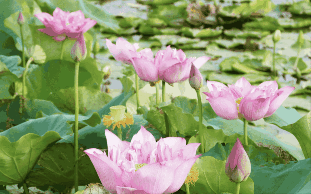 Community Garden Meditation