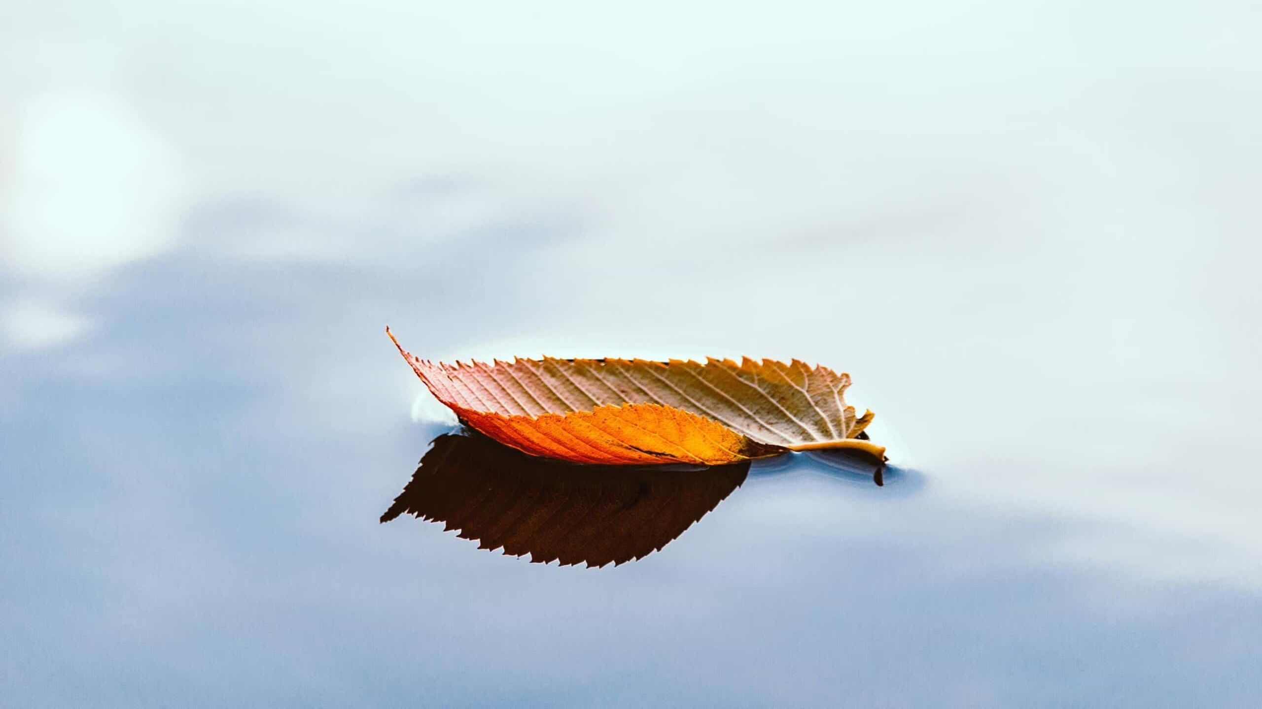 The Perfections of Wisdom and Meditation Workshop