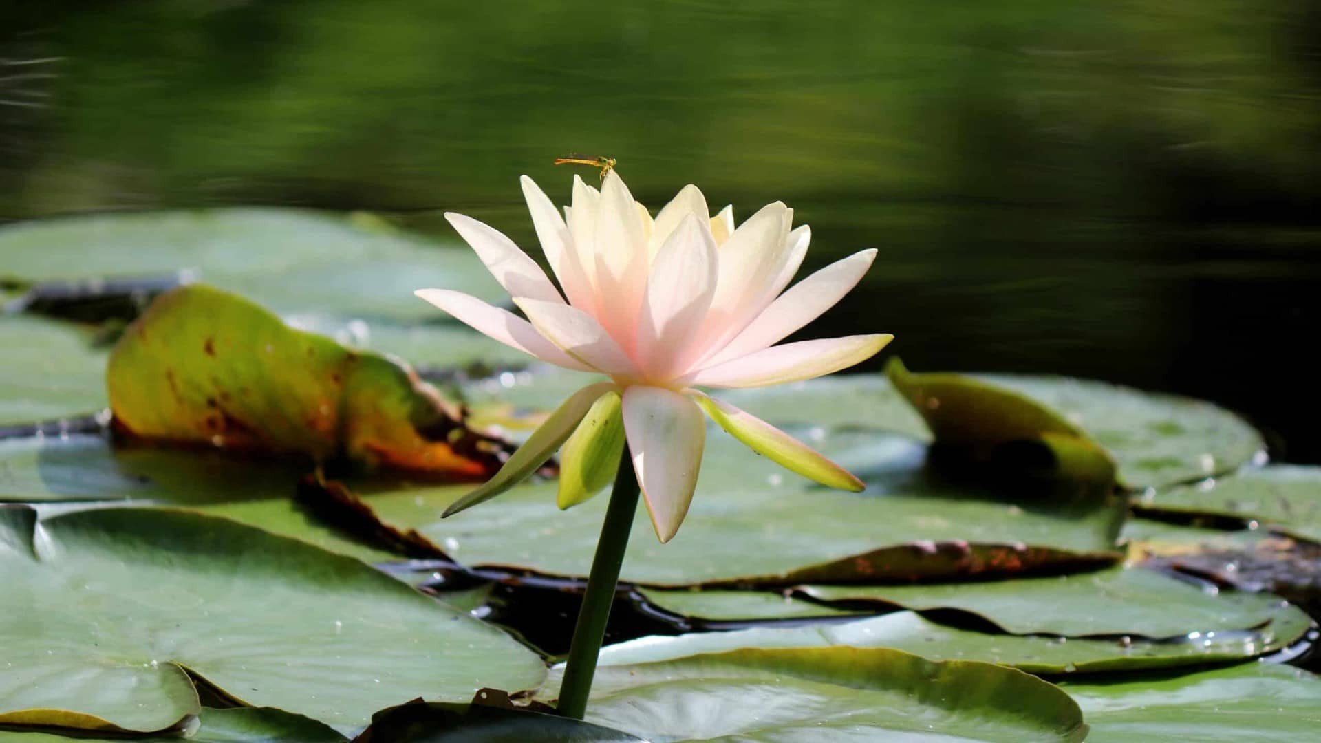 Wisdom and Compassion in Every Day Life: A Journey into Aryadeva’s Four Hundred Verse Treatise Part 2