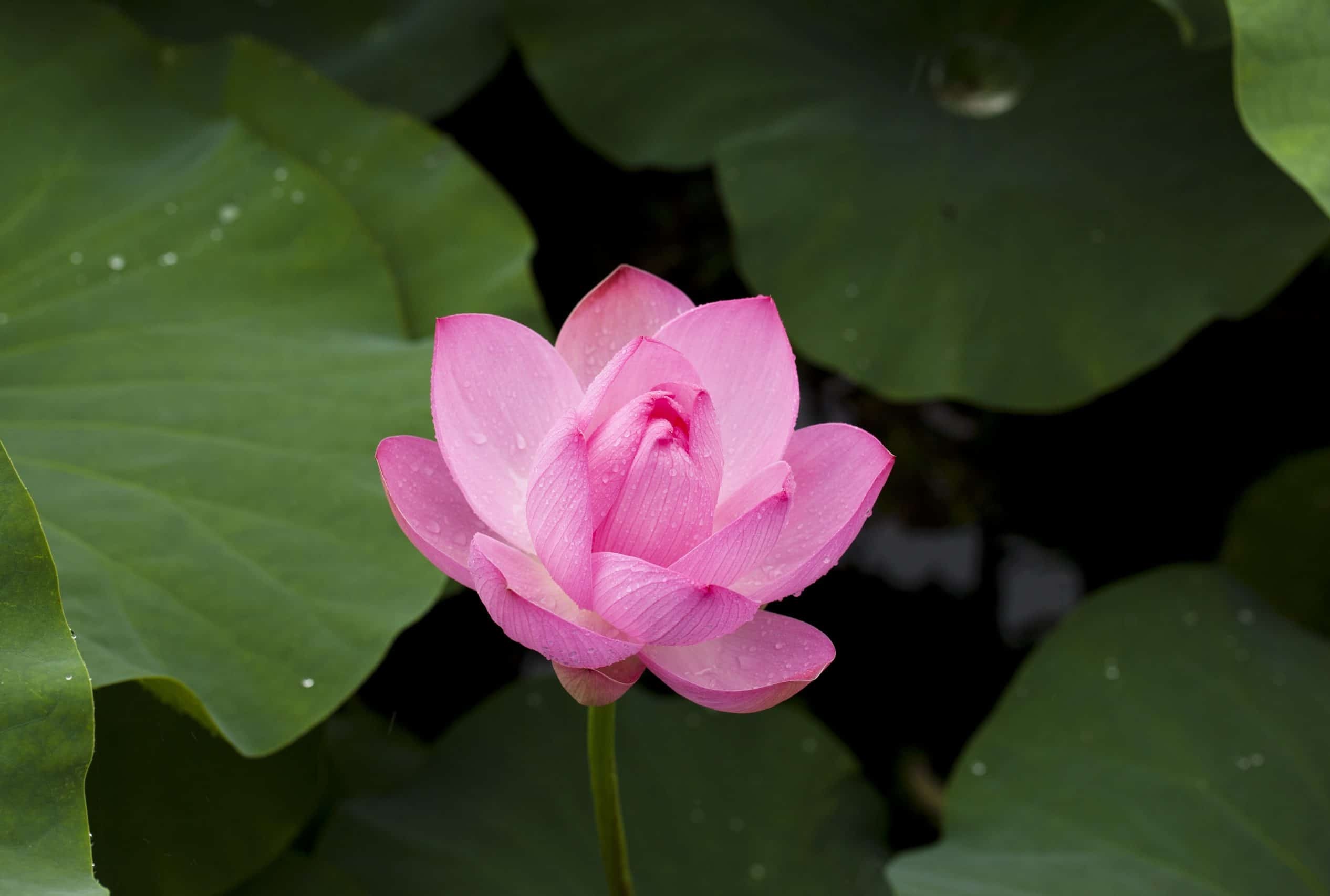 Advanced Meditation:  Practices for Death and Dying 2026